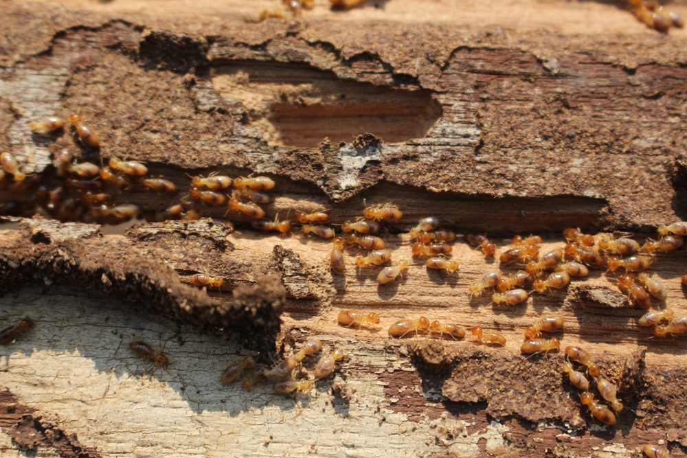 Termite infestation in house walls